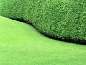 Endless Green Lawn Maintenance and Irrigation